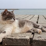 Vacances avec son animal de compagnie